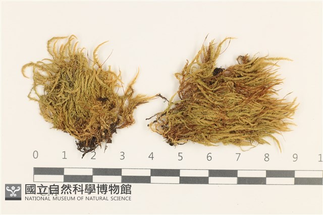 羽枝青蘚藏品圖，第1張