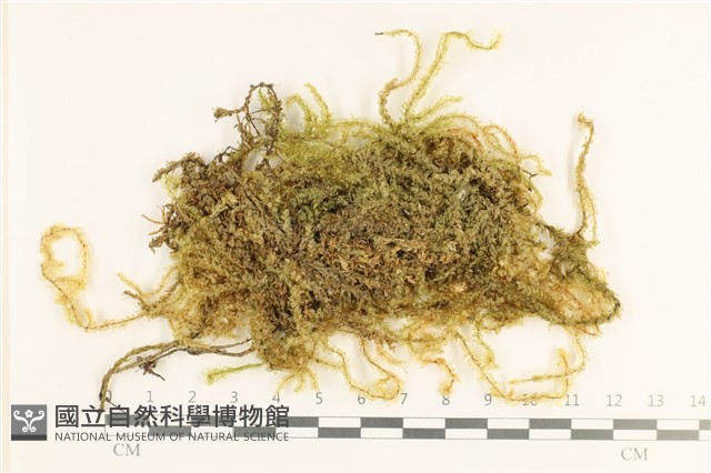 登錄號:B00008511藏品圖，第1張