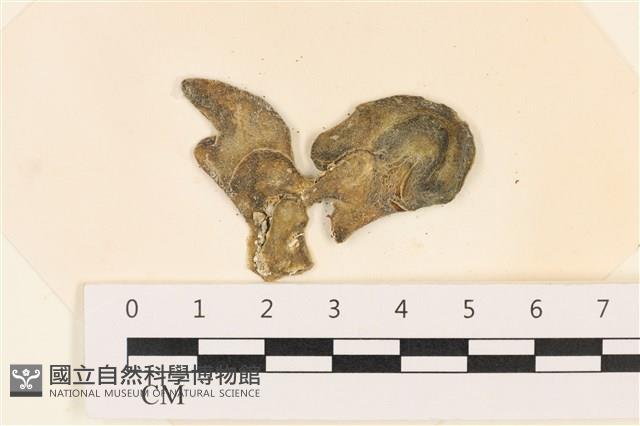 阿拉伯松藻藏品圖，第1張
