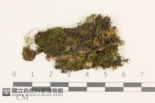 登錄號:B00011511藏品圖，第1張