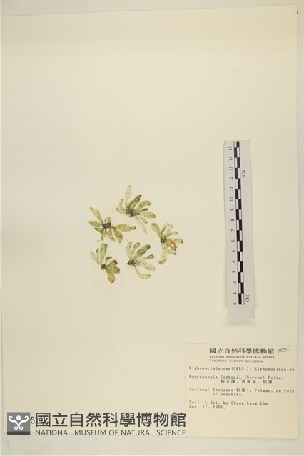 曲玉藻, 香蕉菜, 玉茄藻藏品圖，第3張
