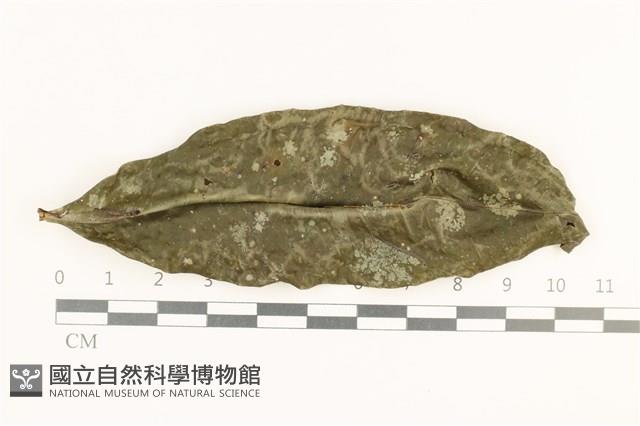 登錄號:B00008411藏品圖，第1張