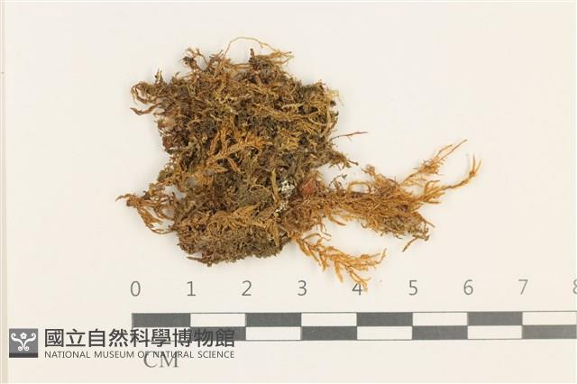 登錄號:B00019411藏品圖，第1張