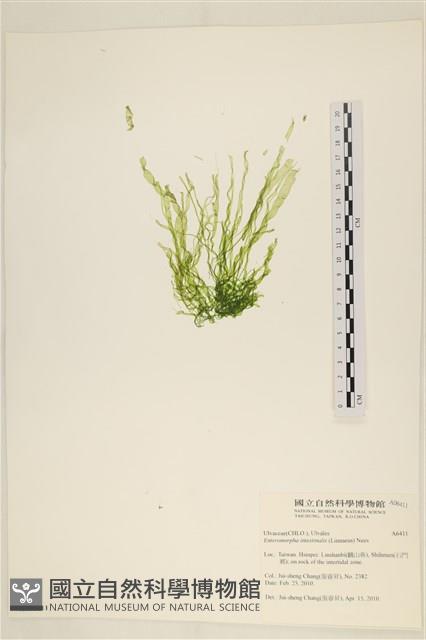 腸滸苔, 河石髮藏品圖，第1張