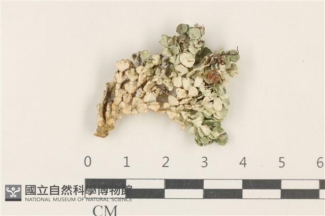 登錄號:A00004411藏品圖，第2張