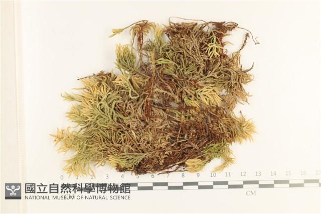 登錄號:B00017411藏品圖，第1張