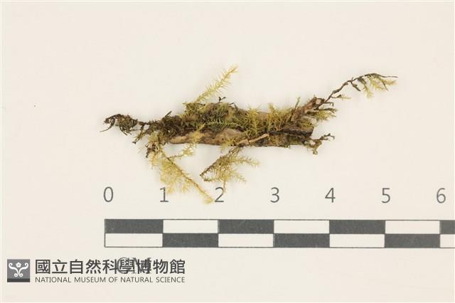 登錄號:B00011411藏品圖，第1張