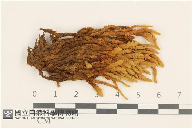 登錄號:B00013411藏品圖，第1張