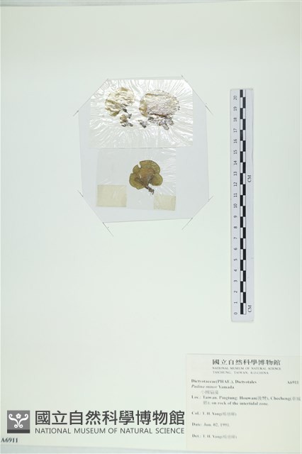 小團扇藻藏品圖，第3張