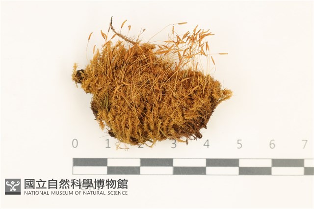 登錄號:B00008311藏品圖，第1張