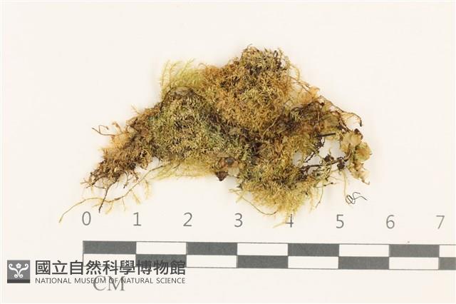 羽枝青蘚藏品圖，第1張