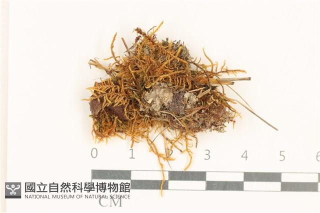 登錄號:B00017311藏品圖，第1張