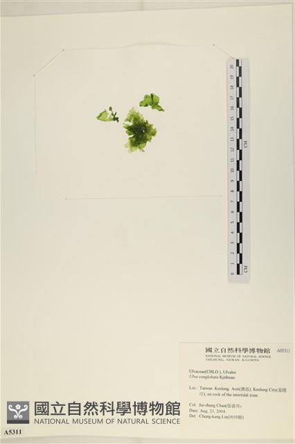 茶花石蓴, 牡丹菜藏品圖，第1張