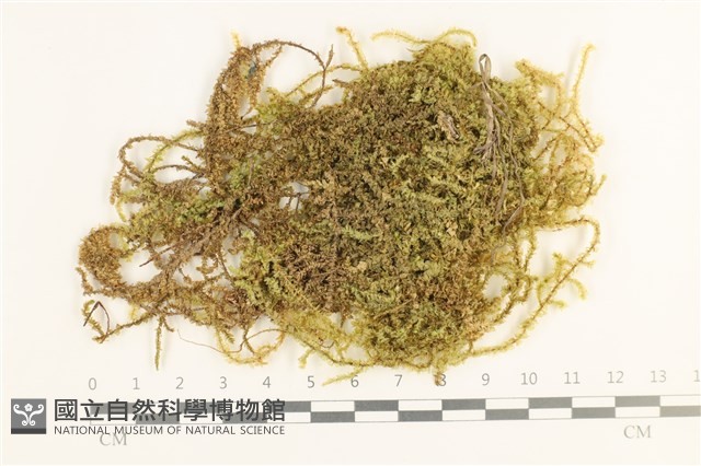 登錄號:B00003311藏品圖，第1張