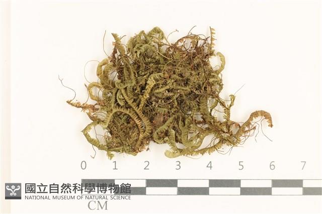 登錄號:B00005711藏品圖，第1張