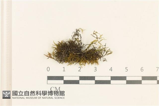 登錄號:B00021711藏品圖，第1張