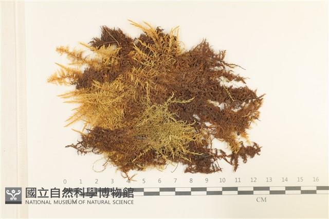 大葉濕原蘚藏品圖，第1張