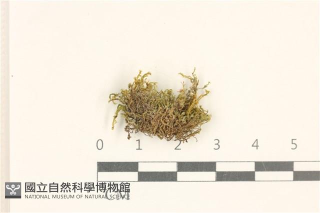 柔軟櫛葉蘚藏品圖，第1張