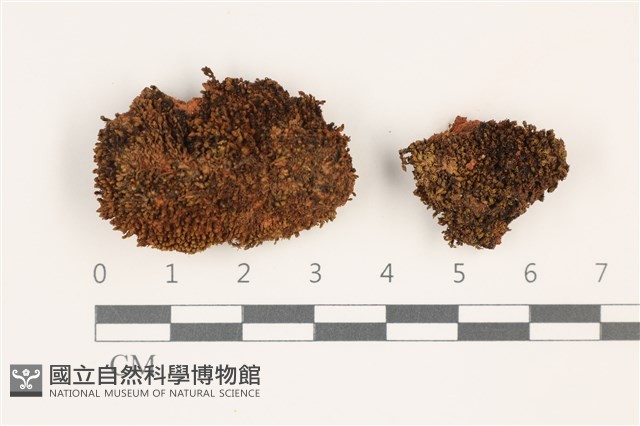 登錄號:B00012691藏品圖，第1張