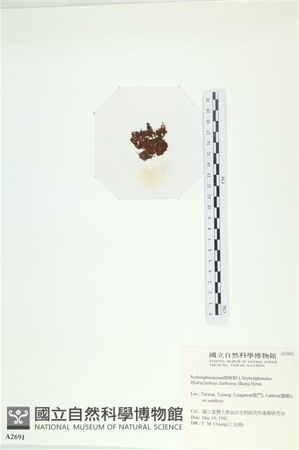 網胰藻藏品圖，第3張