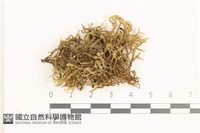 登錄號:B00019691藏品圖，第1張