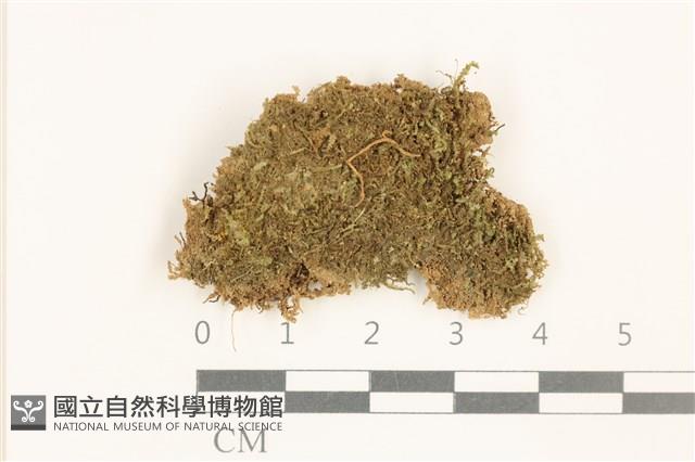 刺葉護蒴苔藏品圖，第1張