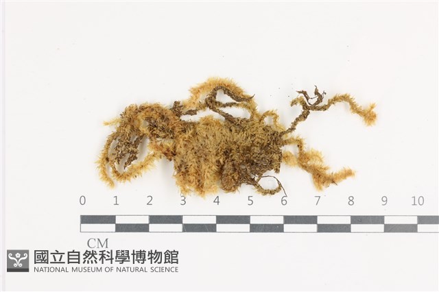 大灰氣蘚藏品圖，第1張