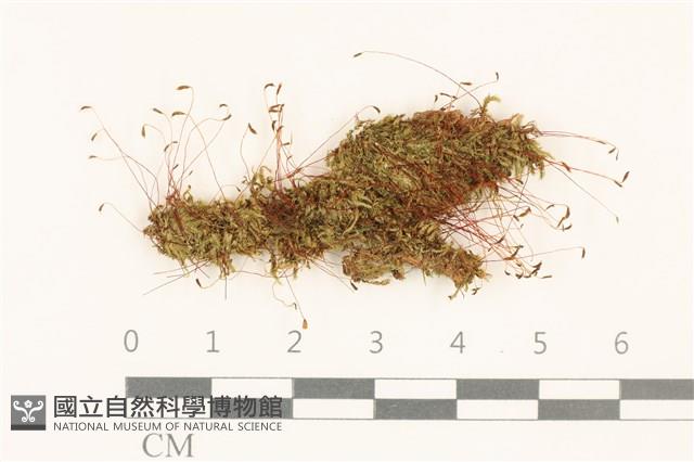 登錄號:B00021691藏品圖，第1張