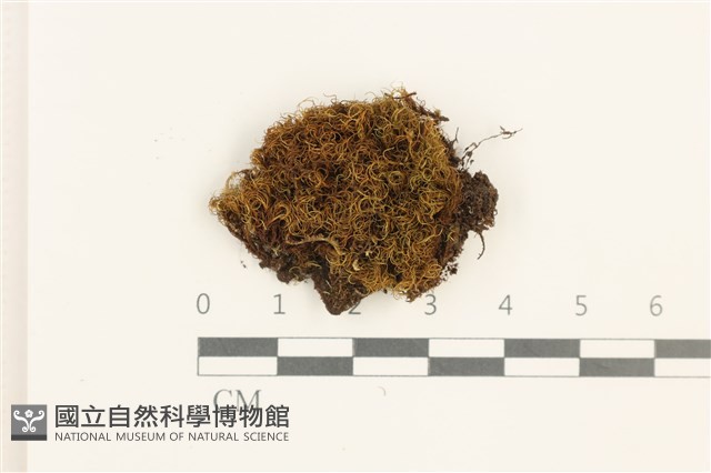登錄號:B00011691藏品圖，第1張