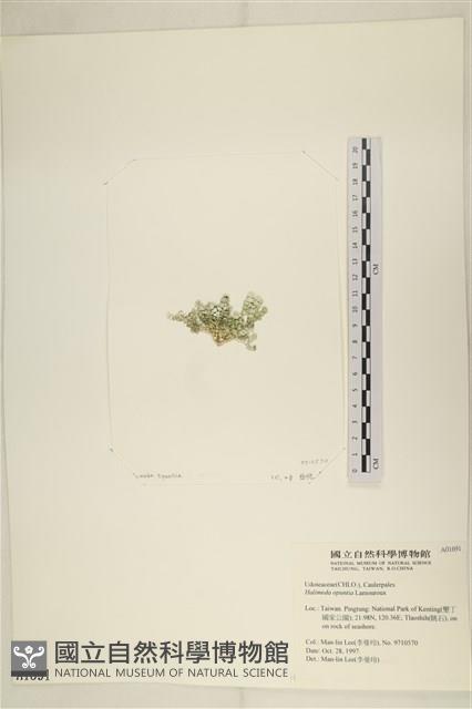 仙掌藻, 海仙人掌藏品圖，第3張