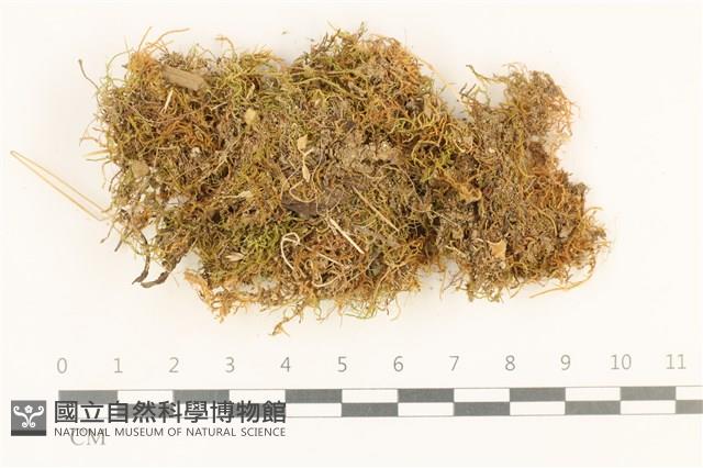 柳葉蘚藏品圖，第1張