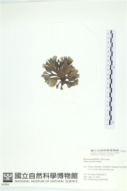 南方團扇藻藏品圖，第3張