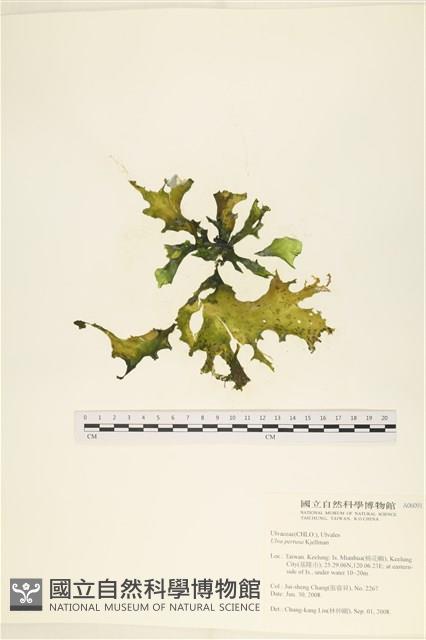 石蓴藏品圖，第1張