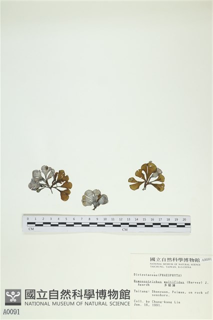 多扇藻藏品圖，第1張