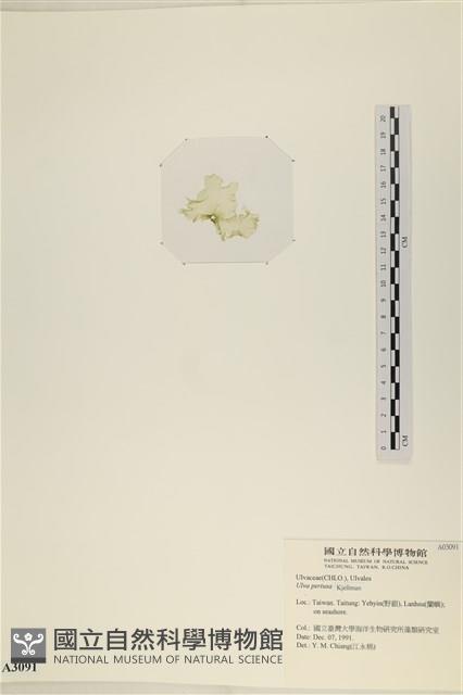 石蓴藏品圖，第3張