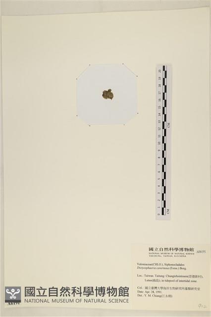 網球藻藏品圖，第3張