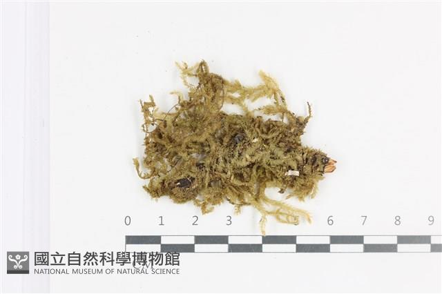 登錄號:B00008591藏品圖，第1張