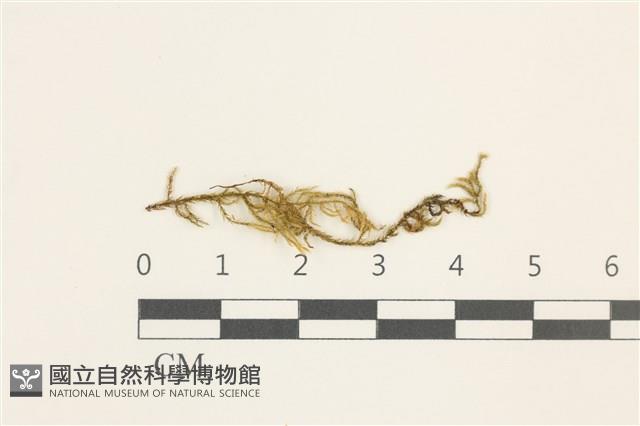 登錄號:B00009591藏品圖，第1張