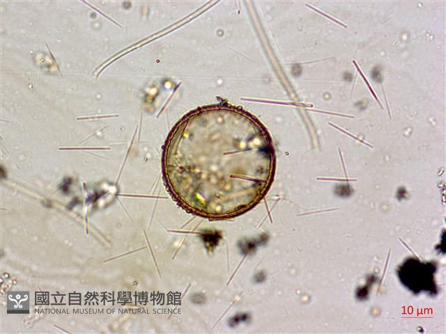 登錄號:A00004591藏品圖，第3張