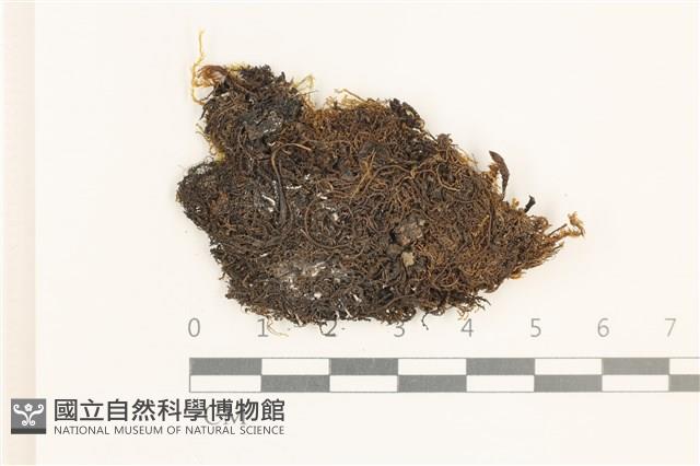 登錄號:B00015591藏品圖，第1張