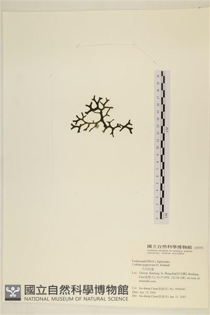 登錄號:A00005591藏品圖，第3張