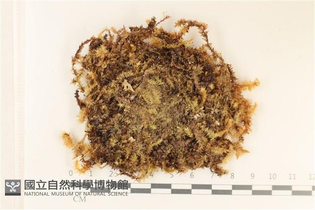 登錄號:B00003591藏品圖，第1張