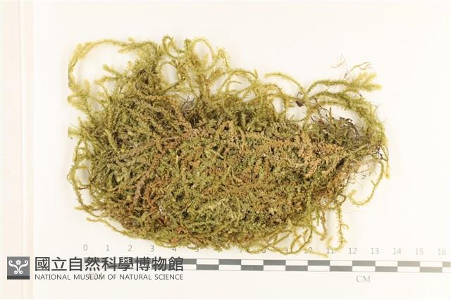 登錄號:B00009491藏品圖，第1張