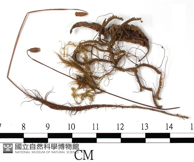登錄號:B00004491藏品圖，第1張
