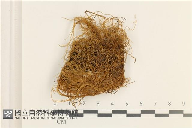 多疣懸蘚藏品圖，第1張