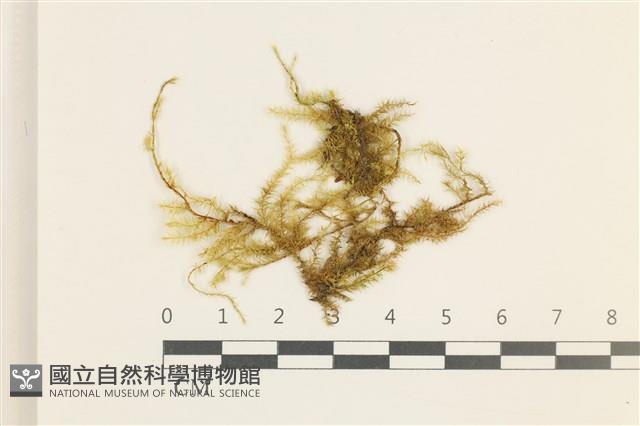 多疣懸蘚藏品圖，第1張