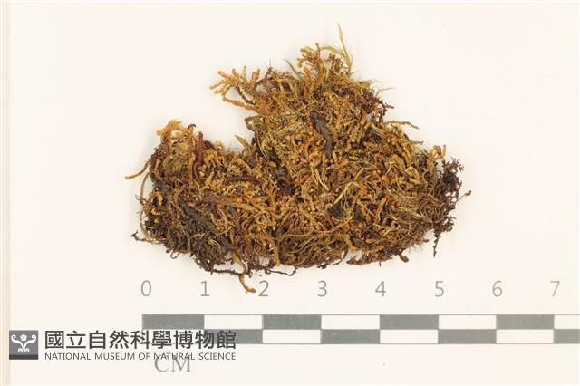 登錄號:B00006391藏品圖，第1張