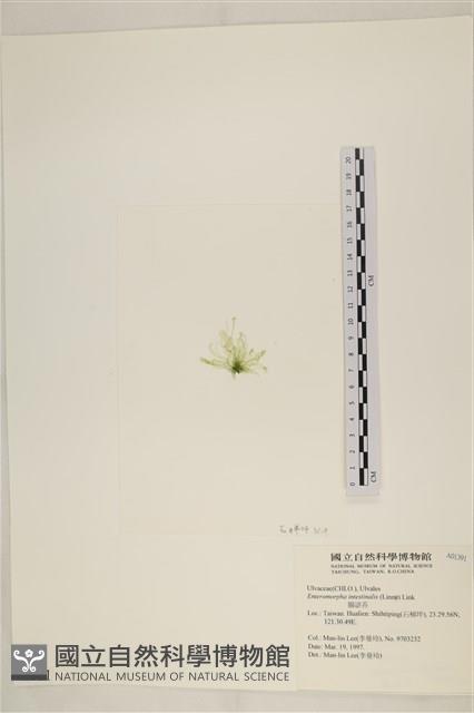 腸滸苔, 河石髮藏品圖，第3張