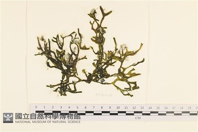 館號:A00005791藏品圖，第1張