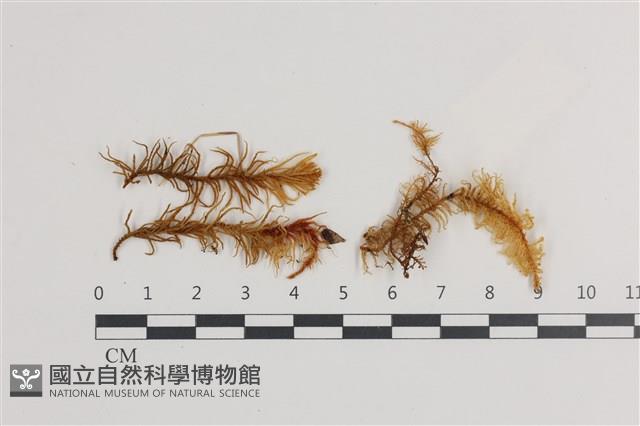 登錄號:B00018641藏品圖，第1張